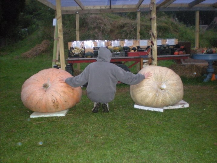 Einbruchschutz, Riesenk&uuml;rbis, Helloween