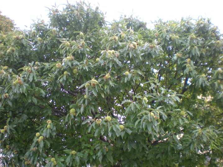 Maronibaum