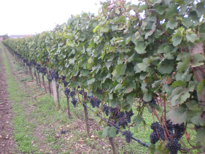 Weinrebe