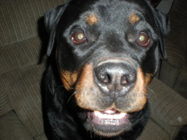 Rotweiler, Kampfhund