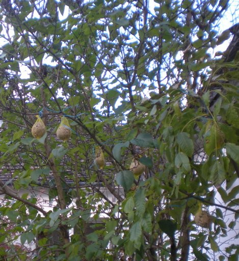 Vogelhaus, Vogel, Vogelfutter
